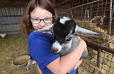 petting zoo goats selasa boger
