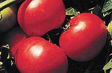 tomato supersonic hybrid tomatoes seeds