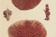 anatomie seins ducts reservoirs 1840 anatomy mamelon bibliodyssey mamas viejas tetas instructif montre évolution féminin âge lactiferous laboiteverte