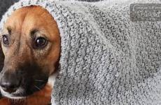 crochet dog doggy blanket choose board blankets