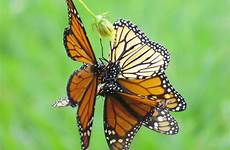 butterfly mating sex butterflies monarchs mate bonanza butterflys male female falling season