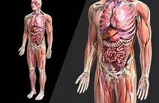 anatomy zygote anatomia humana anatomie corps humain organs anatomi insan anatomisi liggaam anatomik blender