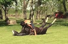 horse yoga actually thing gif horses years has india man exercise political disconnect gossip
