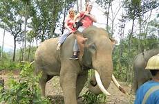 bareback elefanten dschungel reiten elephants
