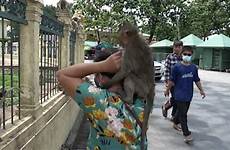 thai monkeys attacking knocks nightclub darwin macaques