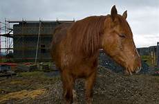 horses bestiality police arrested probe snaps thescottishsun