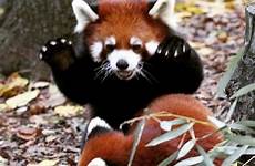 claws pandas scare sloth paws