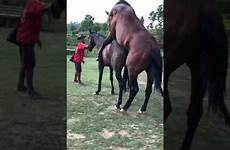 horse mating farm