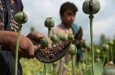 opium poppy sap afghanistan cultivation afghan farmer nangarhar harvesting farmers afp