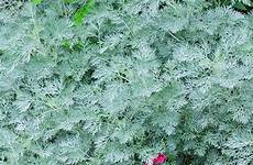 artemisia castle powis wormwood plants height
