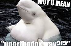 unorthodox lmfao blowholes imgflip whale whales mean