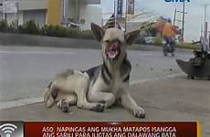 dog filipino faced 20k surgery half get
