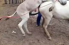 horse mare donkey breeding zoo videos tube