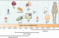 eukaryotic prokaryotic cellular components kinds comparing shows