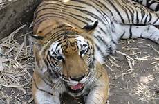 safari tiger namma lion destination wildlife located nature popular beautiful
