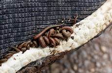 leeches suck rainforest hiker shutterstock theconversation