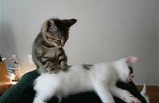 cat massage rubrique partager kitten