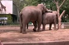 elephants thisvid
