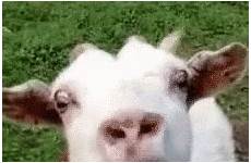 gif goat gifs friday cabra happy animated birthday tenor cold eating bode ziege share their mlem imgur if gifer mean