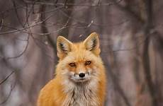 foxes vixen pair viewbug