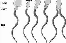 semen ejaculation sperms fluid