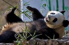 panda population giant china pandas wild cute survey latest finds growing adorable ya csmonitor