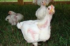 feathers losing chickens ifas why their molting uga process credit