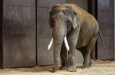 elephant asian zoo elephants national debut spike his male reunited wtop makes meet their maharani zoos