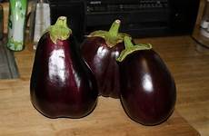 eggplant harvested dropped