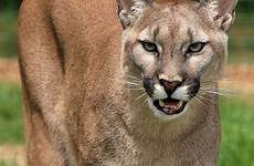 humans avoid cougar readying possibly