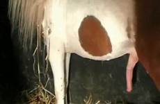 horse cum fuck tube zoo animal videos porno bestiality taboo
