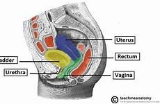 pelvis rectum vagina female relations sagittal section anatomical position uterus bladder showing relation reproductive tract defecation hysterectomy location system structure