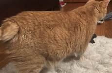 belly swollen cat female orange thecatsite old hey everyone looking help some who