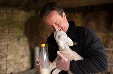 cameron david farm sex pig baby election animal had gq minister prime sheep proud christian clegg farage now he
