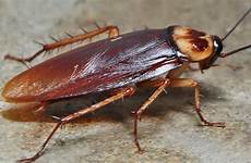cockroach cockroaches pmt