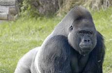 gorille gorile ouest zoologique plaines