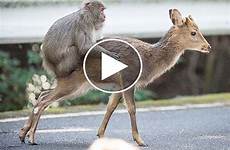sex monkey deer footage behavior female
