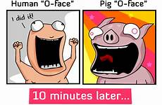 pigs pig oatmeal