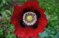 opium poppy somniferum garden true beauty papaver