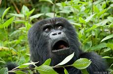 gorilla fuking girls animals unphotogenic hilariously these rwanda