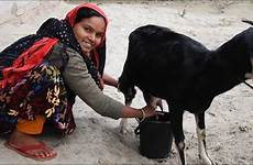 goat milking village