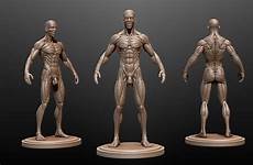 anatomy male 3d ecorche model models pose character cgtrader study