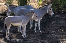 donkeys donkey surprising newman striped