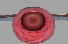 uterus turbosquid