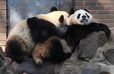 panda sex bear popsugar record sets trending messenger across learn