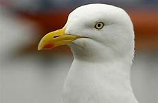 gull seagulls herring gulls