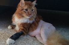 cat shaved half fur body funny off after has surgery imgur been chicken his cock bizarre viral quickly captivated sight