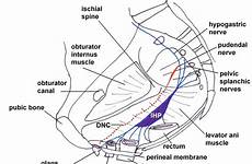 innervation clitoris somatic autonomic dysfunction slings preliminary invasive sexual minimal