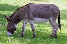 hausesel asinus equus