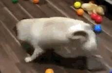 pugs gif gifs ball take ilovepugs mops cats cat spring